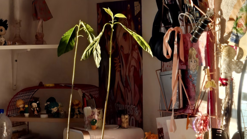 A tall plant with large green leaves sits on a cluttered desk surrounded by anime posters and personal decorations.