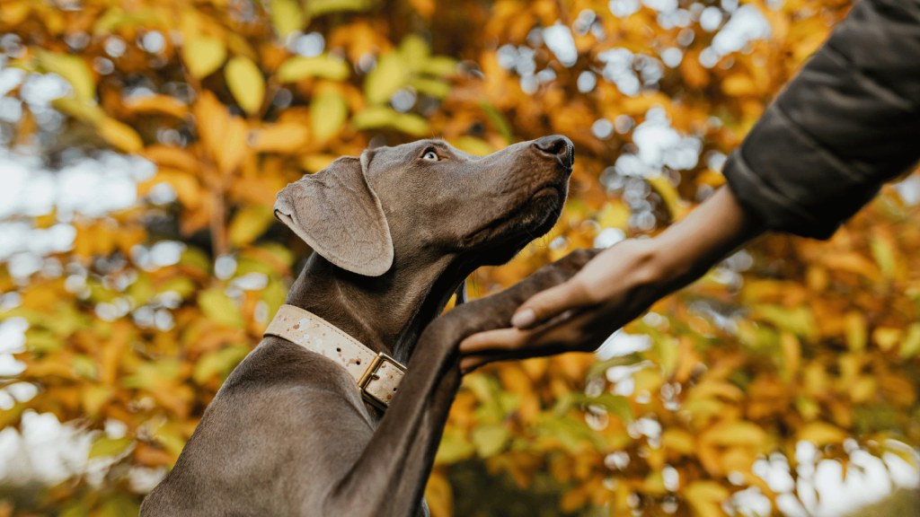 A gray Weimaraner dog outdoors raises its paw toward a person’s outstretched hand. Autumn leaves in shades of yellow and orange form the background.