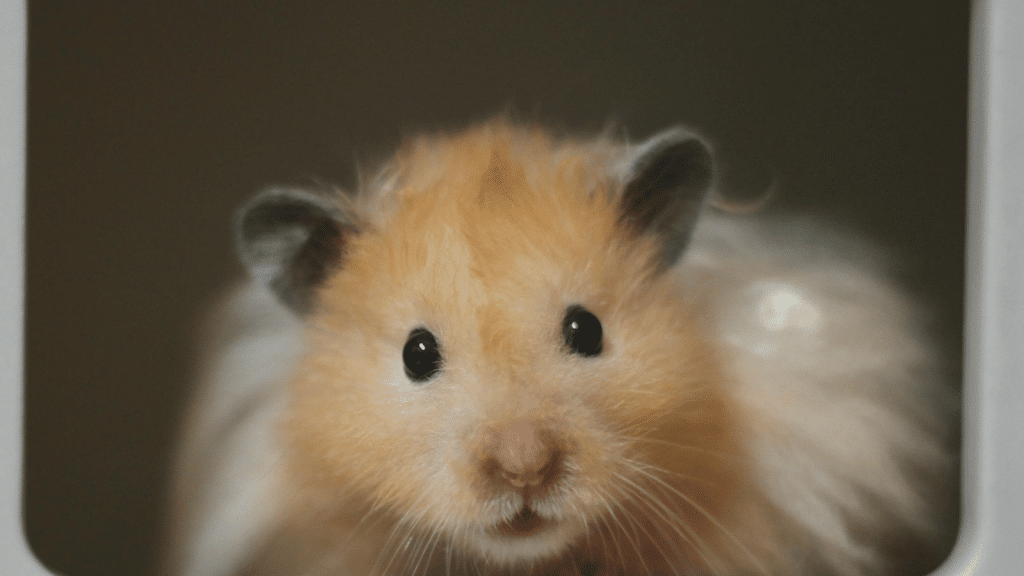 A close-up front view of a fluffy golden-brown hamster with dark round eyes, looking directly at the camera from the opening of a small enclosure.
