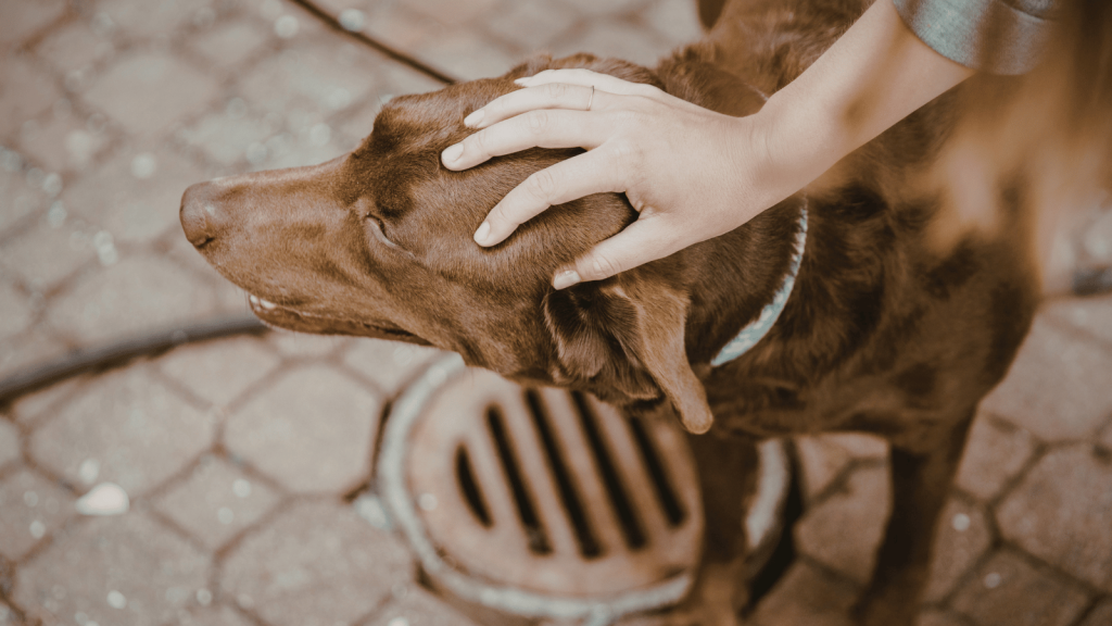 A person’s hand slowly pets a chocolate-colored dog on a paved path, focusing attention on a single soothing moment.