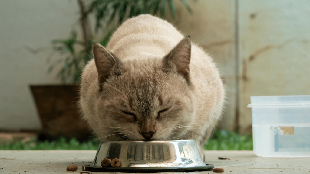A cream-colored cat steadily eats from a metal food bowl, suggesting the daily routines and purpose that come with pet care.