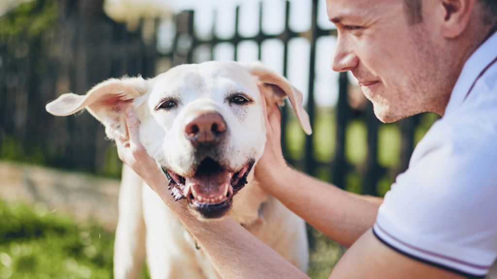A man gently holds the sides of a large white dog’s face while smiling at it. The dog looks content, standing in a sunny outdoor space with a fence behind them.