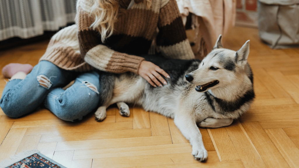 A calm husky mix lies on a wooden floor while a person in a cozy sweater strokes its side, suggesting steady, predictable routines.