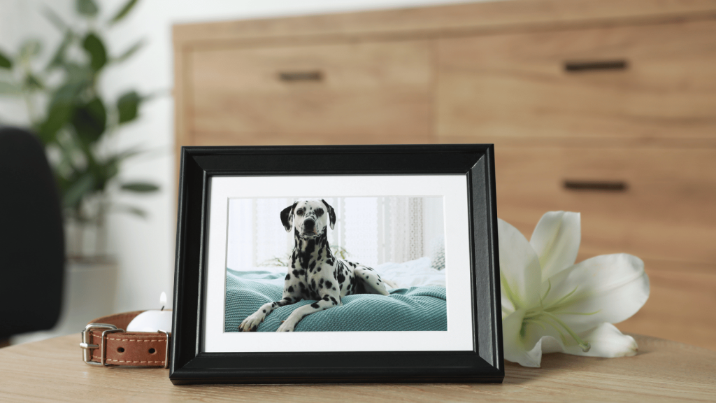 A framed photo of a Dalmatian rests on a wooden table alongside a white lily and a pet collar, symbolizing remembrance.