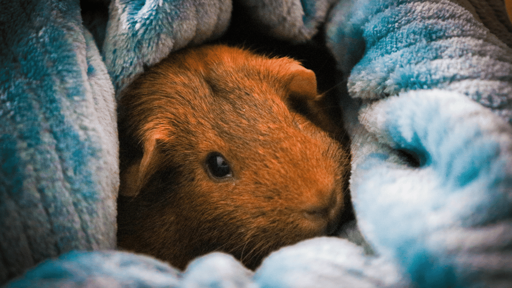 A small brown guinea pig partially wrapped in a soft, textured blue blanket, peeking out with one eye visible.
