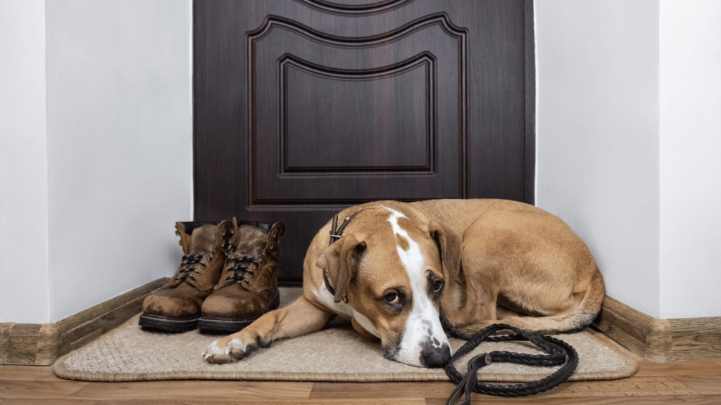 A brown and white dog lies on a small rug by the front door next to a pair of worn work boots and its leash, waiting patiently.