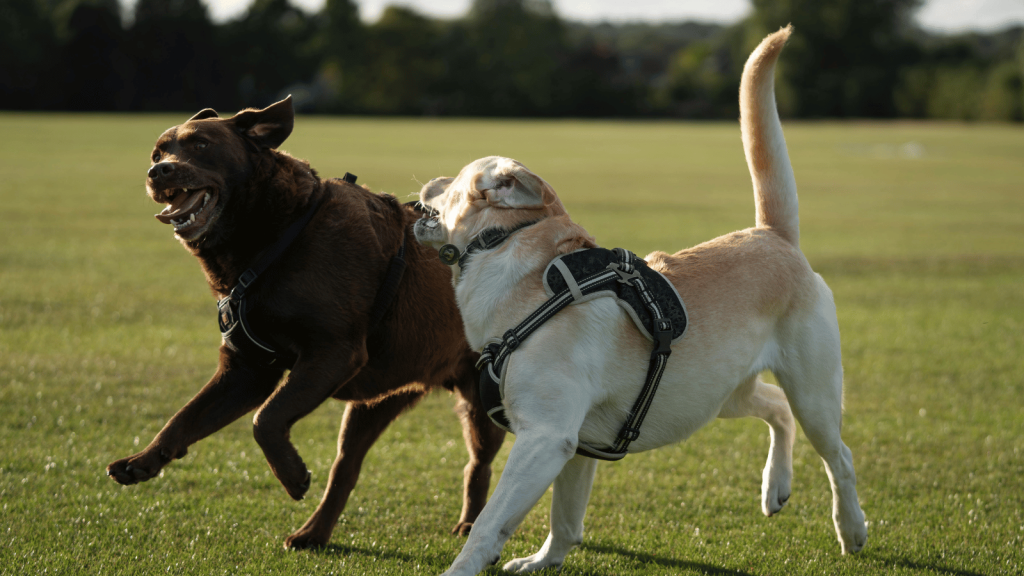 Two dogs wearing harnesses run and play together on a grassy field, one chocolate brown and one yellow, mid-stride and joyful.