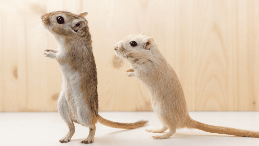 Two gerbils standing upright on their hind legs against a light wooden background—one brown with a white belly and the other light beige, both appearing alert.