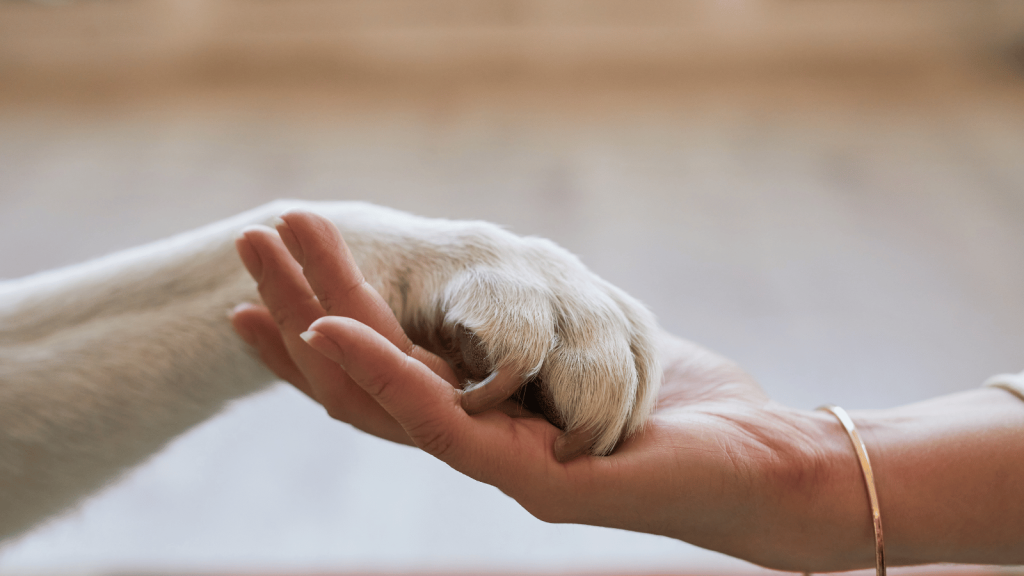 A close-up of a person gently holding a dog’s paw in their open hand, with soft natural light and a blurred neutral background.