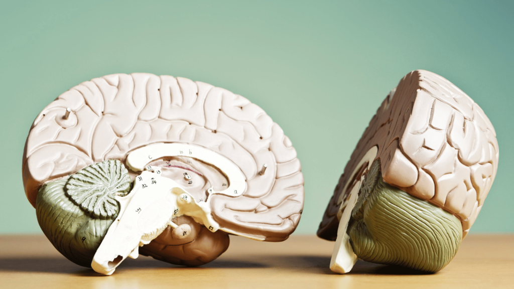 A pair of anatomical brain models shown in cross-section, displayed on a wooden surface against a muted green background. The models reveal internal structures including the cerebellum, brainstem, and labeled regions of the cortex.