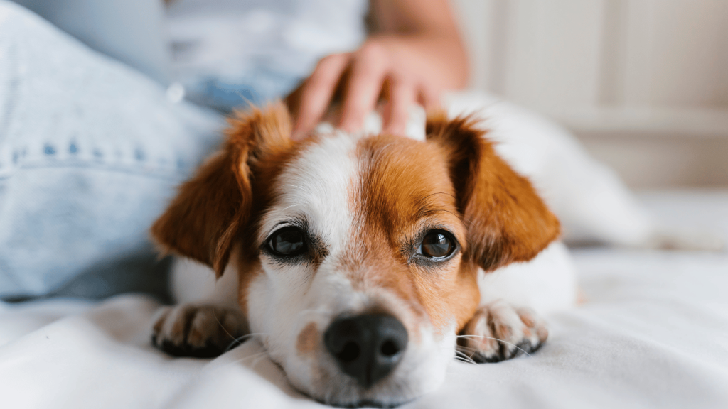 A small brown-and-white dog lies on a bed with its head resting on the blanket, looking directly at the camera while a person’s hand gently pets its back.