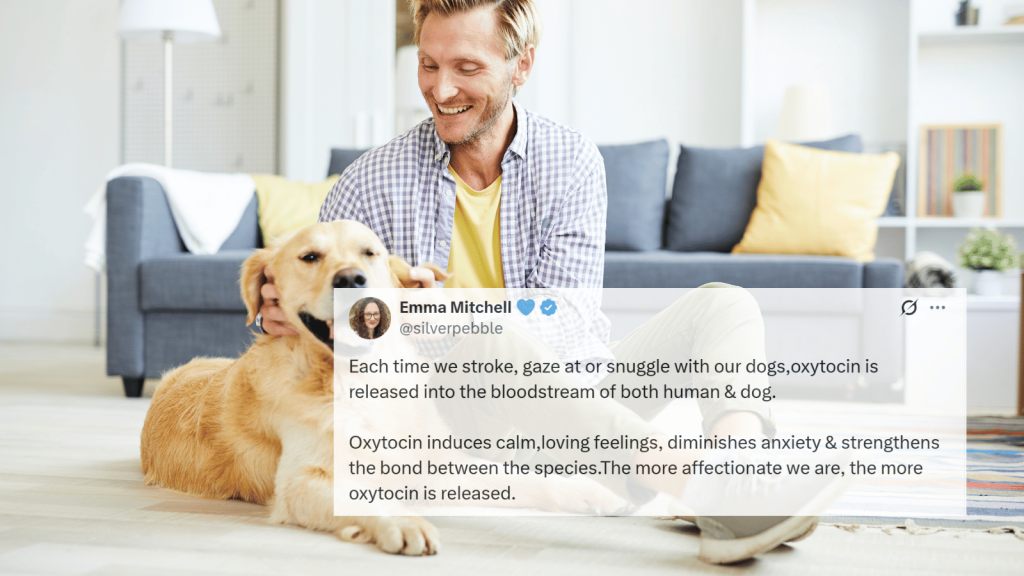 A smiling man sits on the floor beside a relaxed golden retriever in a bright living room. Overlaid is a tweet from user @silverpebble discussing oxytocin release between humans and dogs when they bond.