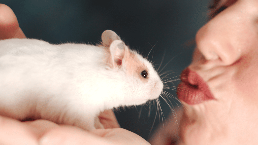 A close-up of a white hamster with a light tan patch on its head being held in someone’s hands while a person leans in with puckered lips as if giving it a gentle kiss.