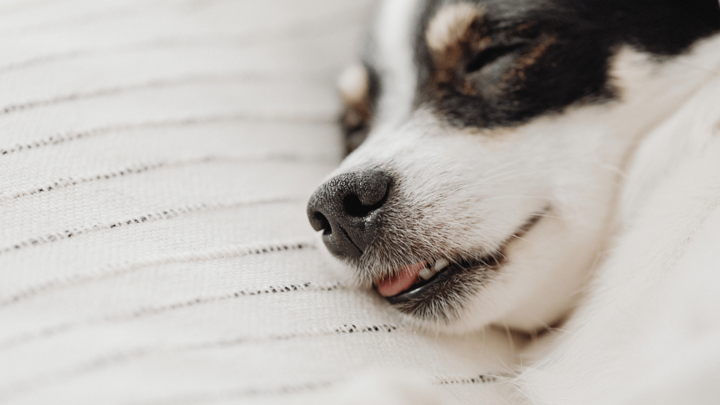 Close-up of a small dog sleeping on a soft, light-colored striped blanket. The image focuses on the dog’s nose and mouth, with its tongue slightly visible as it rests peacefully.