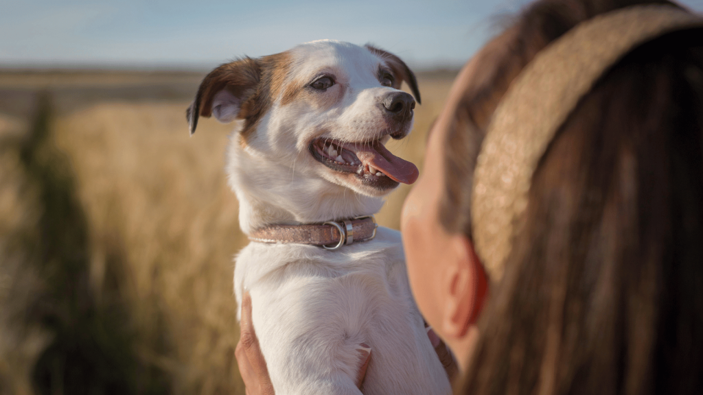 A woman holds a small white-and-brown dog in her arms outdoors, and the dog looks happy with its tongue out. Tall golden grass fills the background.