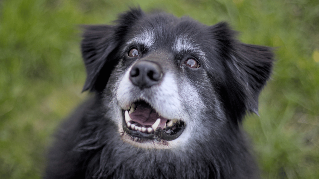 A close-up of an older black dog with gray fur around its muzzle, looking upward with mouth slightly open in a grassy outdoor setting.