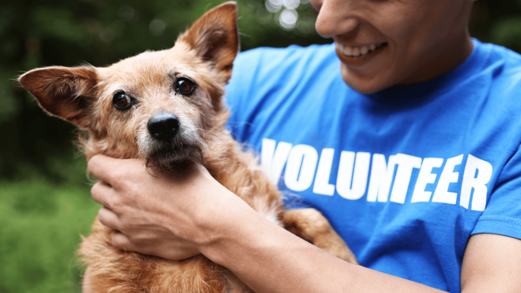 A smiling volunteer in a bright blue “VOLUNTEER” shirt holds a small scruffy brown dog close to his chest.