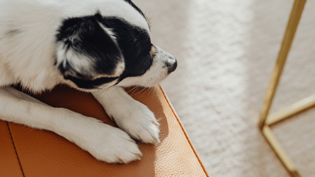 Close-up of a small black-and-white dog lying on a tan leather surface, paws stretched forward and head turned to the side, lit by soft natural light.
