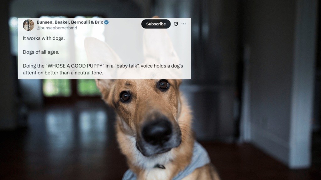 A German Shepherd–type dog tilts its head toward the camera indoors. Overlaid is an X post from the account “@bunsenbernerbmd” discussing how “baby talk” holds a dog’s attention better than a neutral tone.