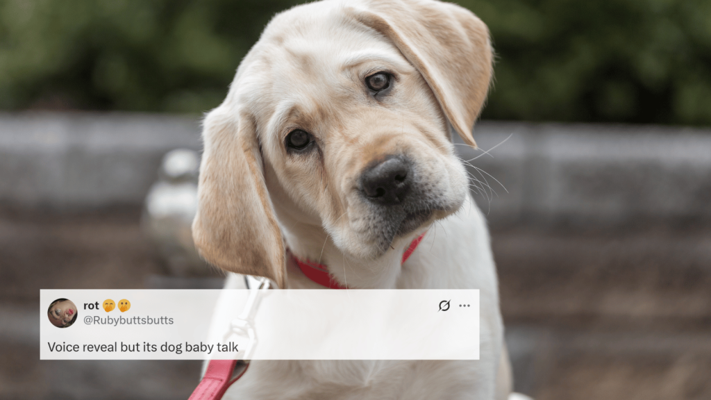 A pale yellow Labrador puppy outdoors tilting its head to the side while looking at the camera. Overlaid is an X post by @Rubybuttsbutts reading: “Voice reveal but its dog baby talk.”