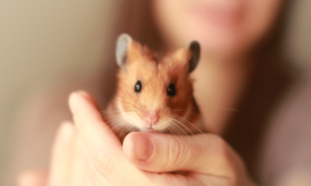 The Secret Reason Small Pets Make You Emotionally Stronger