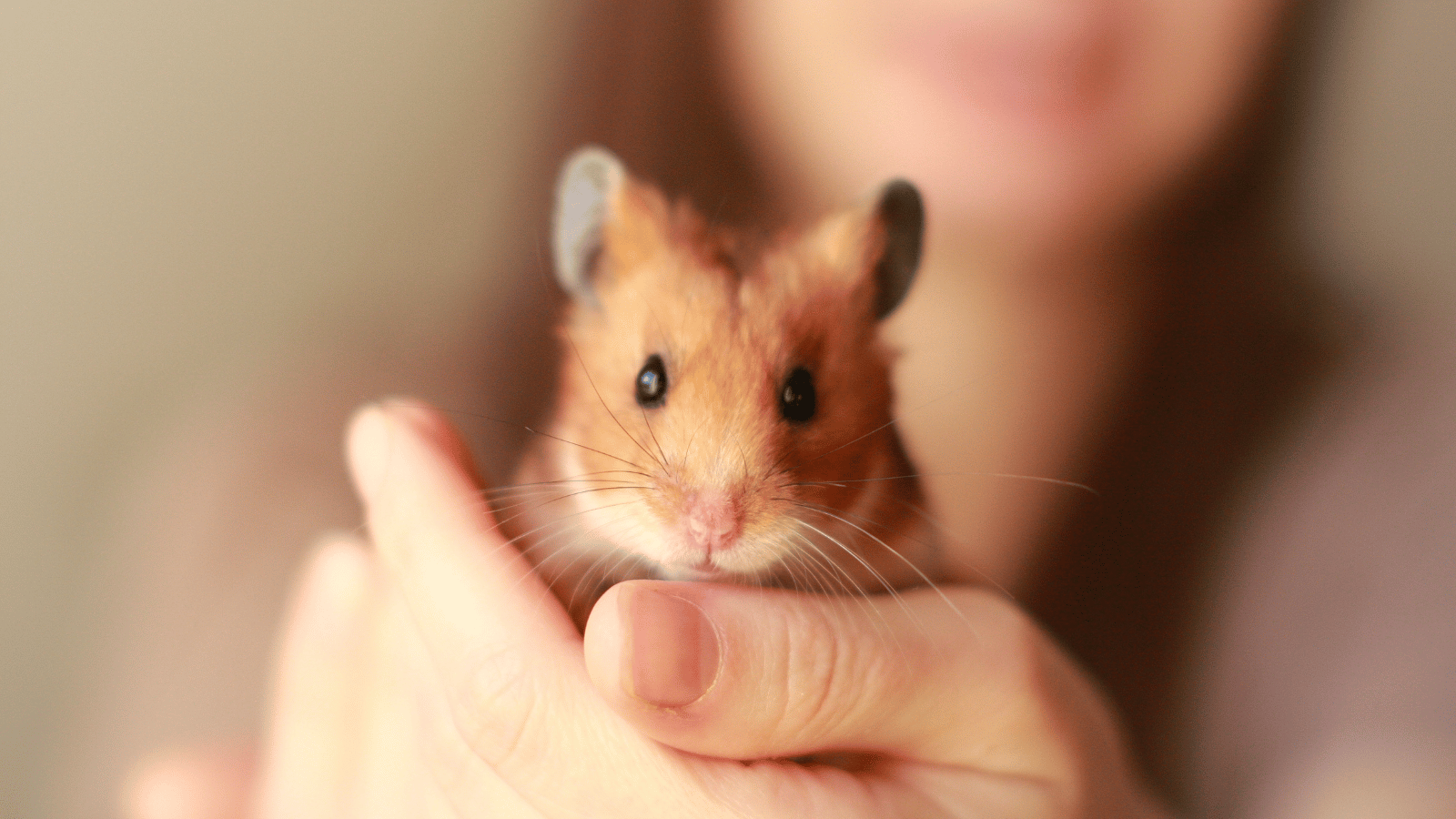 featured A hamster with golden-brown fur sits gently cupped in a person’s hands, looking straight ahead with a soft, alert expression.